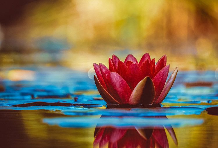 Online-Practice-Day--Lotus-Heart