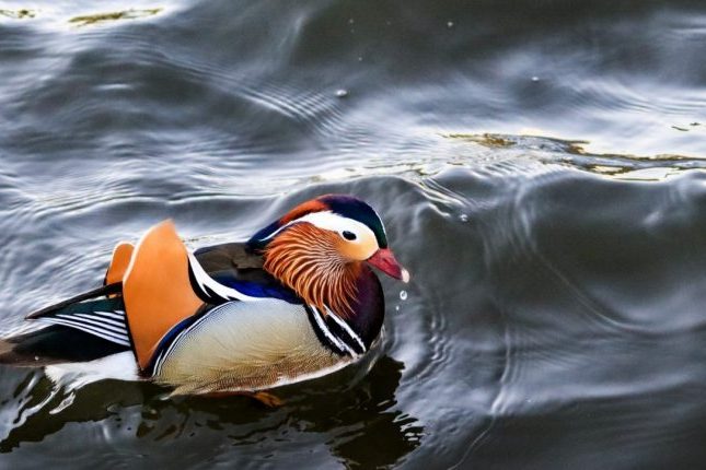 The Little Duck - Donald Babcock