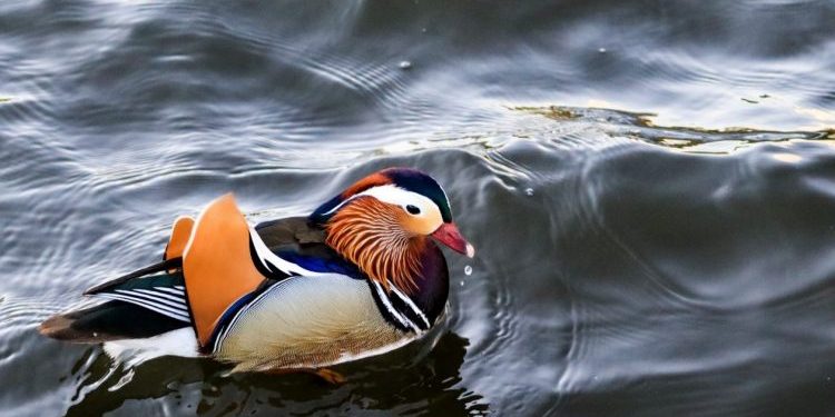The Little Duck - Donald Babcock