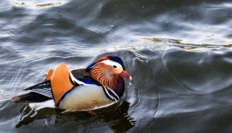 The Little Duck - Donald Babcock