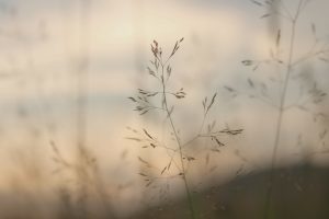 Enough - David Whyte