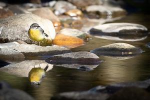 mindful-procrastination