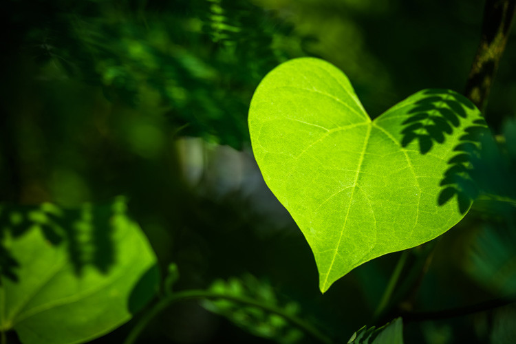 Compassion course and taster