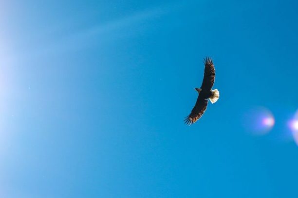 Eagle poem - Joy Harjo