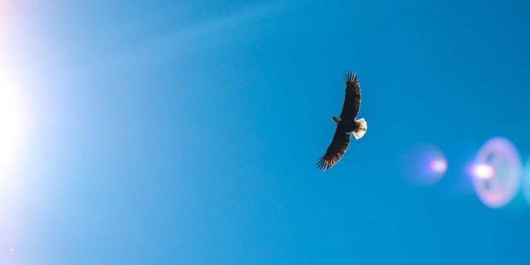 Eagle poem - Joy Harjo