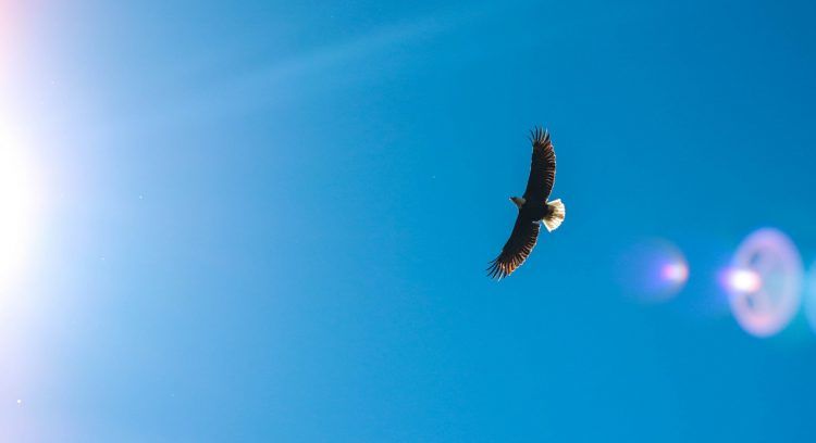 Eagle poem - Joy Harjo