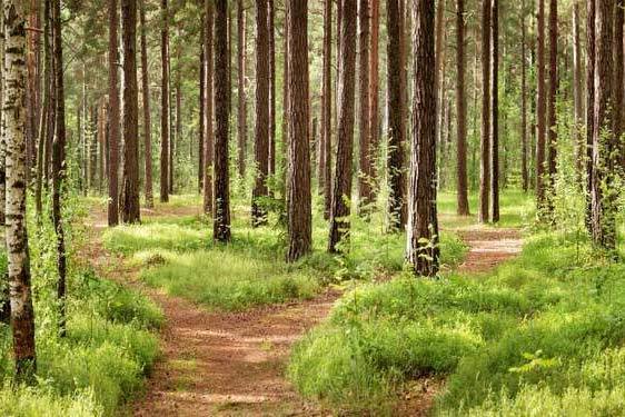 Which-Path-of-meditation