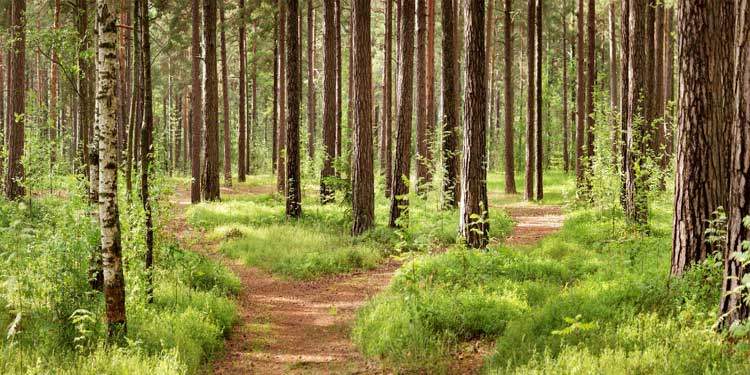 Which-Path-of-meditation