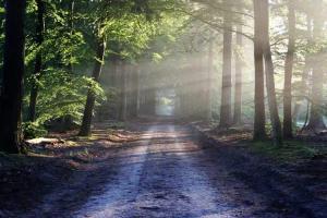 mindfulness journey