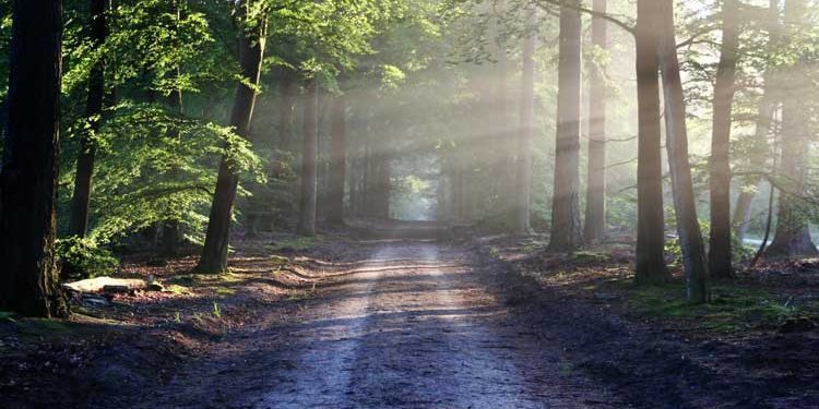 mindfulness journey