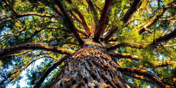 Think like a tree - Karen I. Shragg