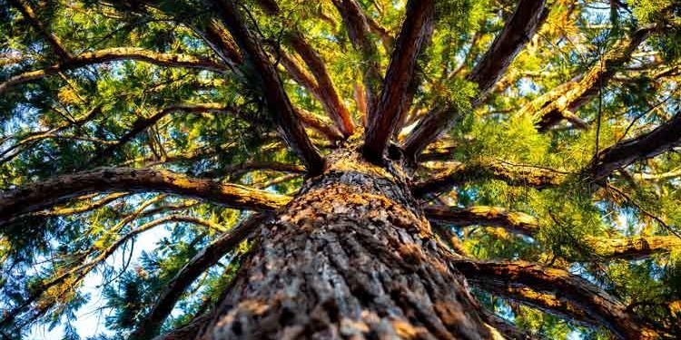 Think-like-a-tree-Karen-I.-Shragg