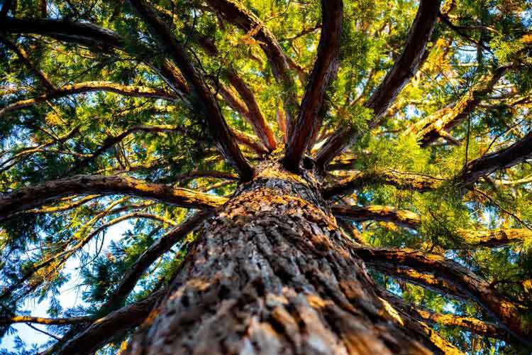 Think-like-a-tree-Karen-I.-Shragg