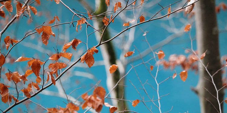 Beech-Trees-in-Spring-James-Crews