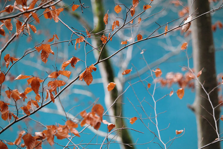 Beech-Trees-in-Spring-James-Crews