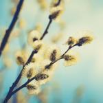 mindfulness-in-nature-london