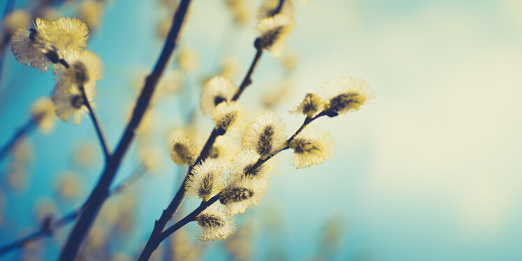 mindfulness-in-nature-london