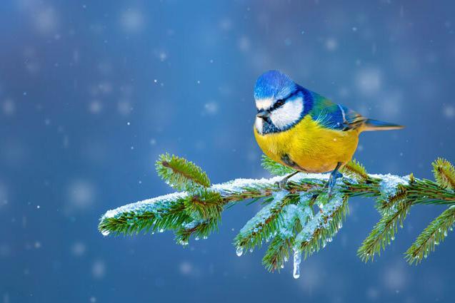 winter-blues