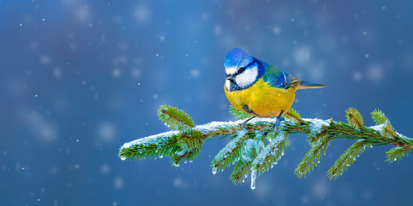 winter-blues