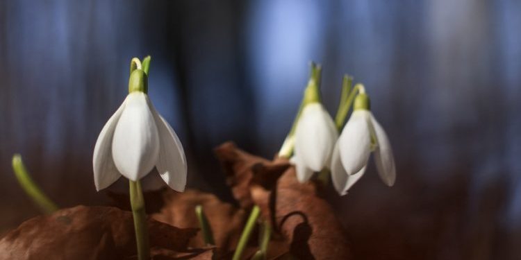 We Look With Uncertainty - Anne Hillman