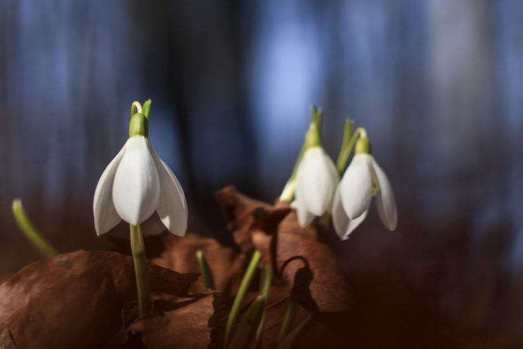 We Look With Uncertainty - Anne Hillman