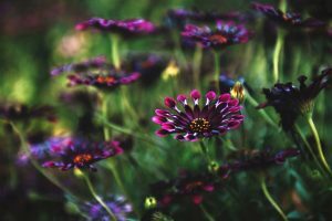 Your natural soul - Clare Dubois