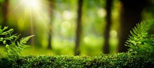 Mindfulness meets nature