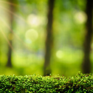 Mindfulness meets nature