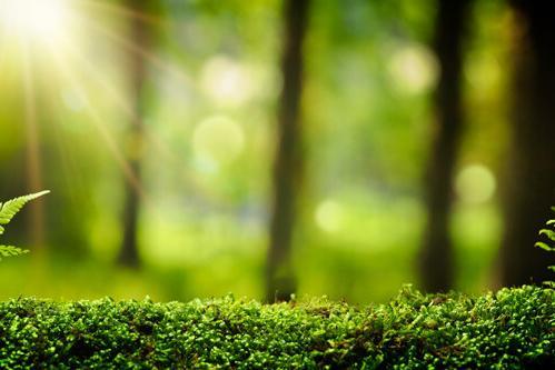 Mindfulness meets nature