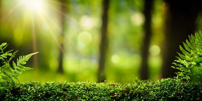 Mindfulness meets nature