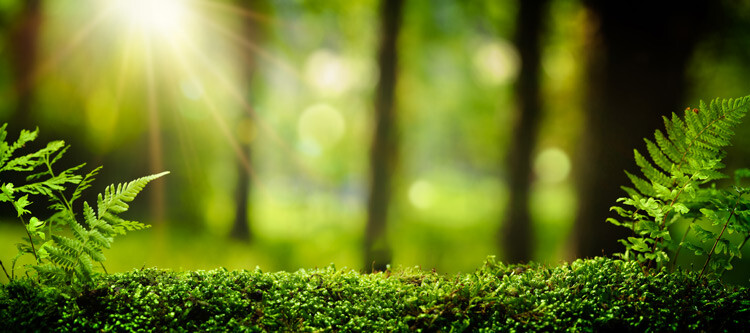 Mindfulness meets nature