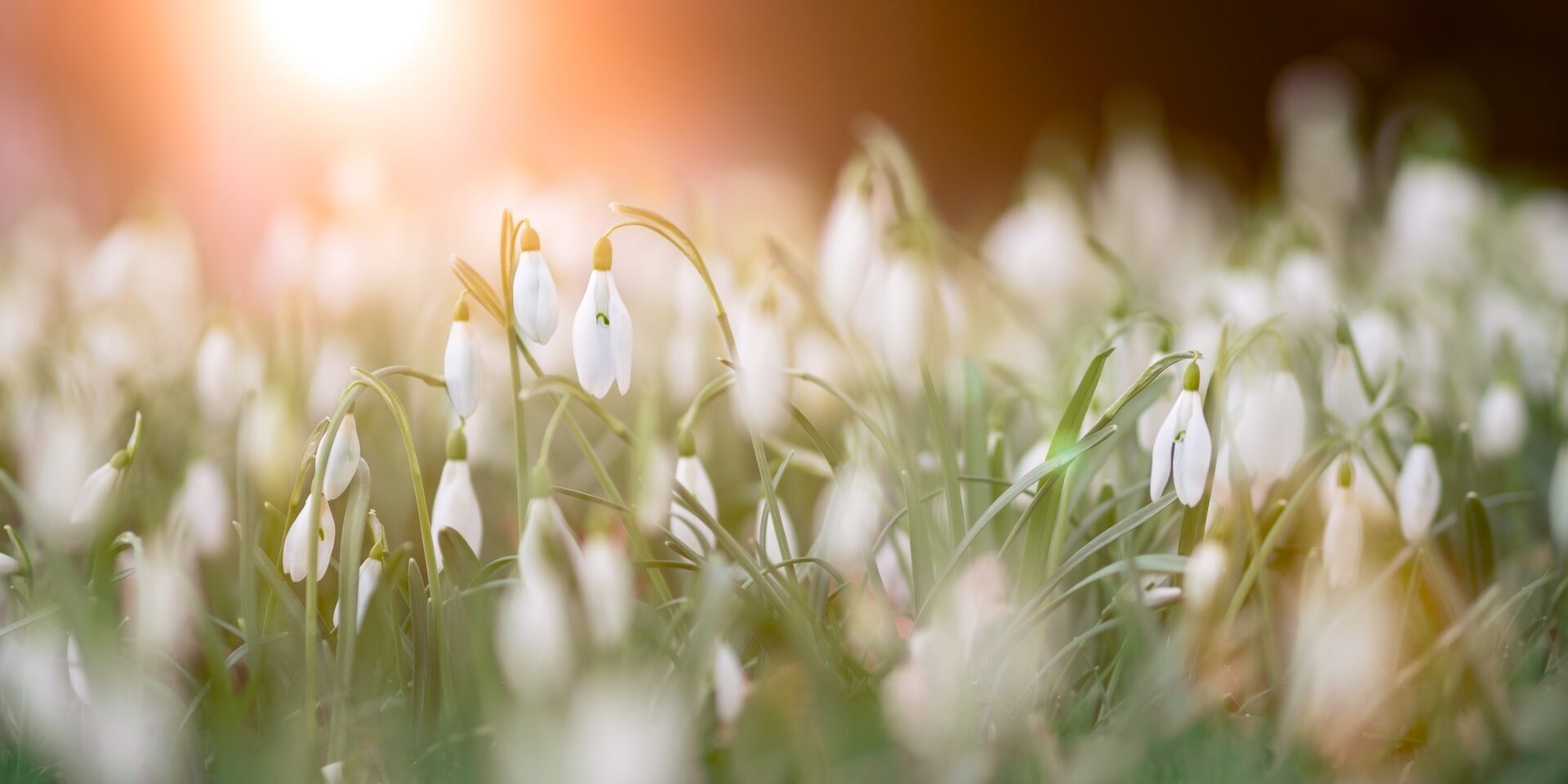 Invitation – Mary Oliver Invitation - Mary Oliver