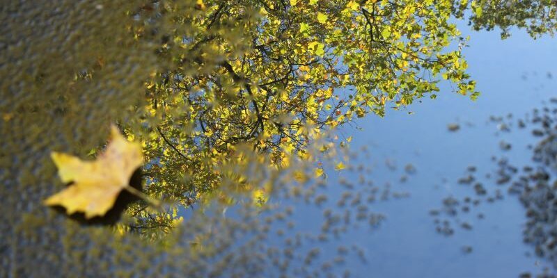 Clarity - Martin Bril