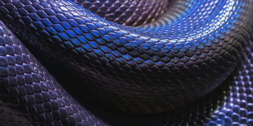 My Mother’s Love - Pascale Petit