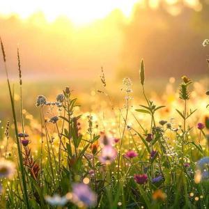 nature-as-refuge