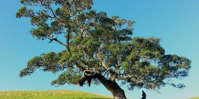 The Sycamore - Wendell Berry