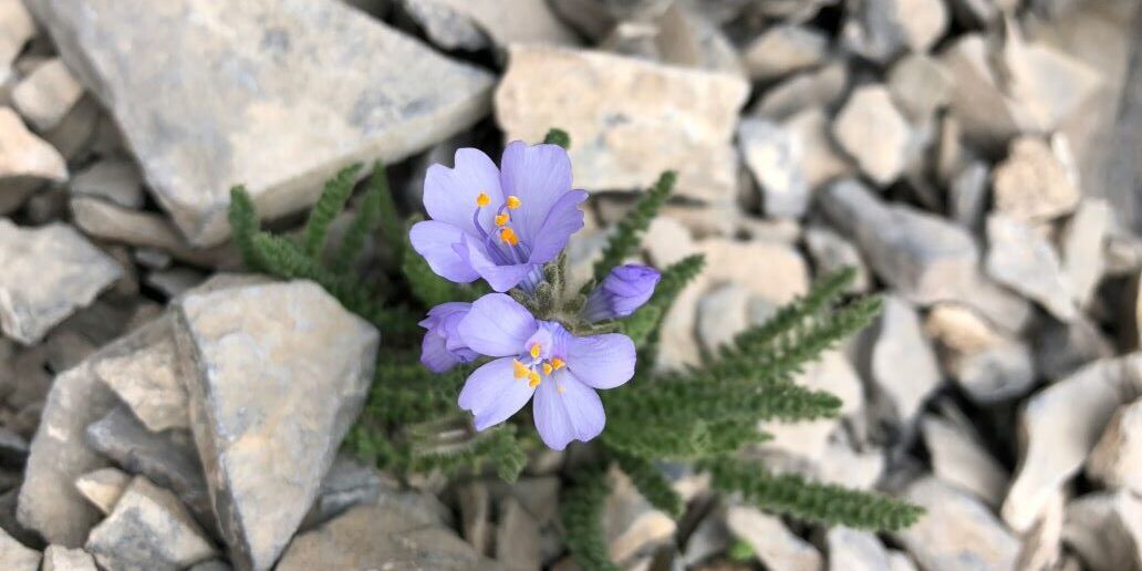 A Necessary Autumn Inside Each - Rumi