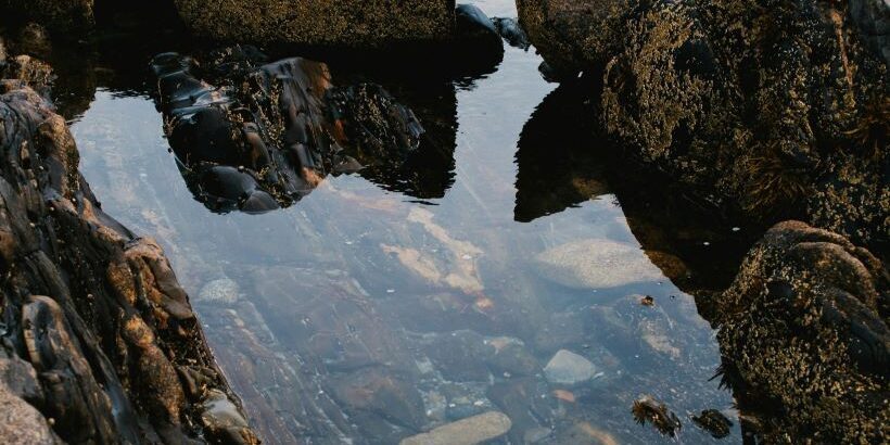 In Praise of Hands - Stuart Kestenbaum