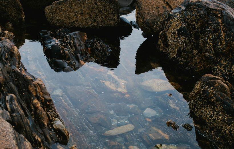 In Praise of Hands - Stuart Kestenbaum