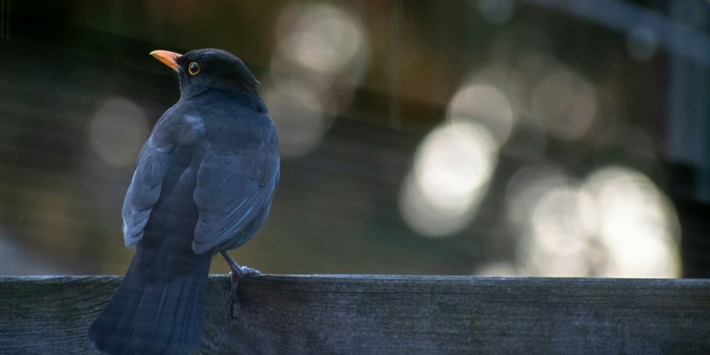 I will not regret love - Nikita Gill