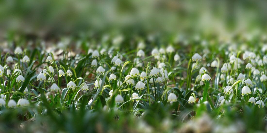 The Net of Gratitude - Rumi