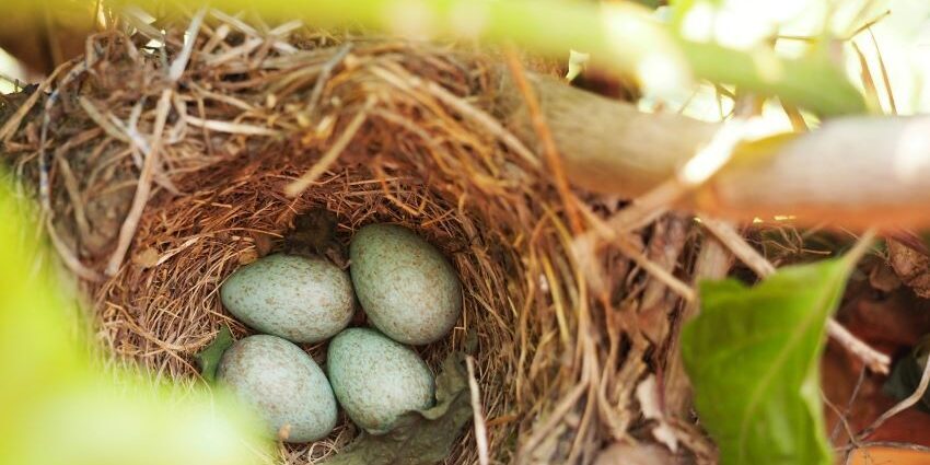 Coleman's bed - David Whyte