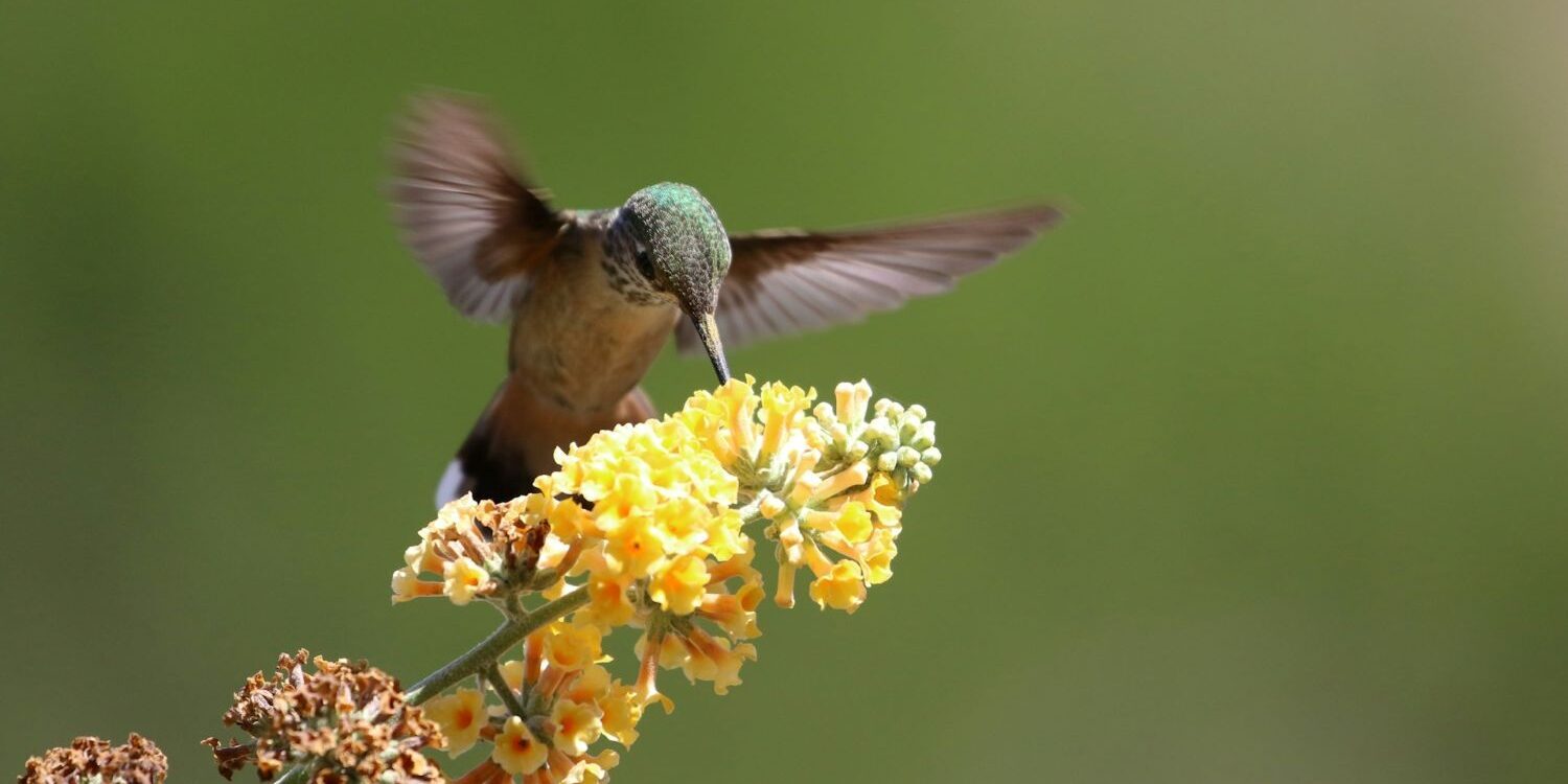 Hummingbirds asleep - Judy Sorum Brown