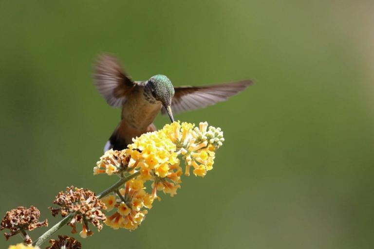 Hummingbirds asleep - Judy Sorum Brown