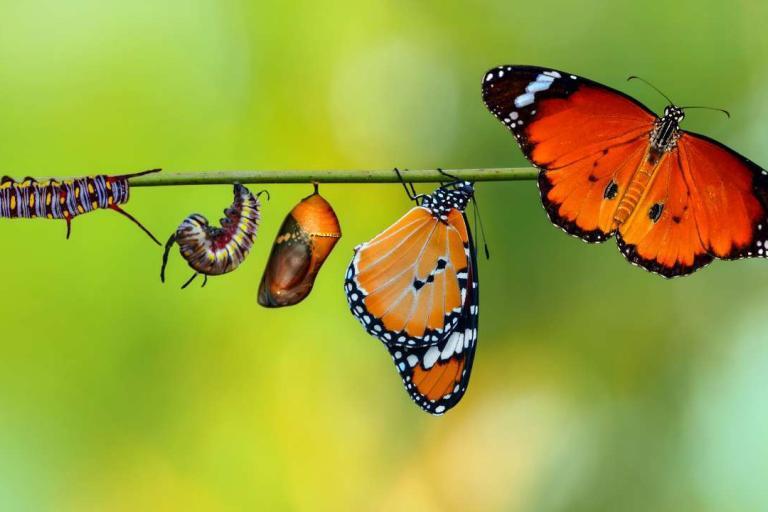 Transformative Insights