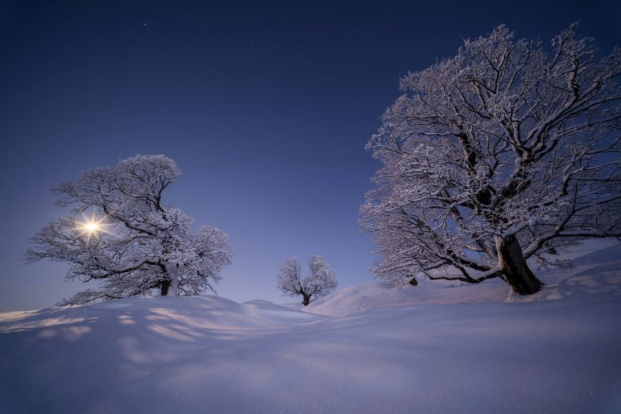 Snowy Night - Mary Oliver