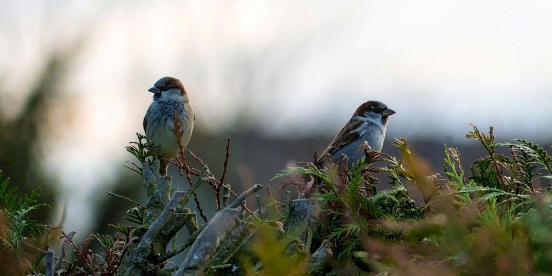 Outside the Sparrows Are Awake - Nadia Colburn