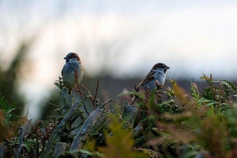 Outside the Sparrows Are Awake - Nadia Colburn