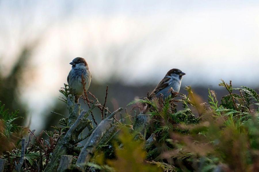 Outside the Sparrows Are Awake - Nadia Colburn