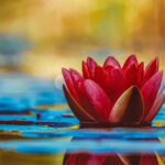 equanimity-course